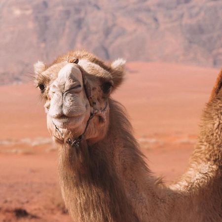 Hidden Wadi Rum Camp Exteriér fotografie