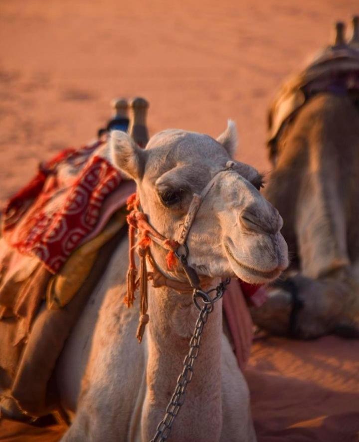 Hidden Wadi Rum Camp Exteriér fotografie